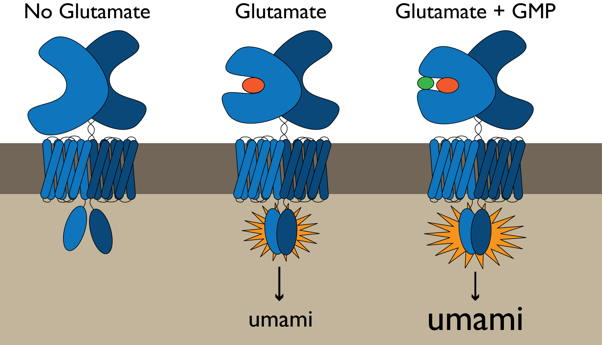 glutamat-rezeptor