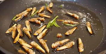 insekten
