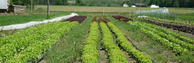 salatbeet2